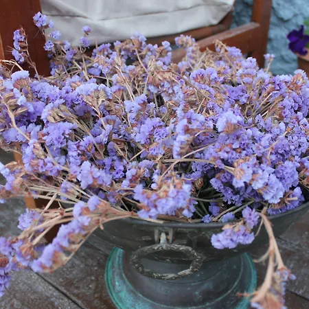 Macide Hanim Konagi Alloggio in famiglia *