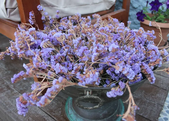 Macide Hanim Konagi 民宿 *